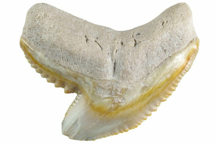 Colorful, Fossil Tiger Shark Tooth - Bone Valley, Florida #235590